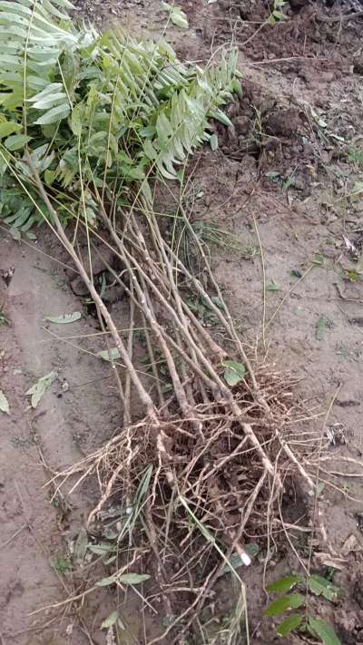 出售臭椿苗，巨峰葡萄苗。药用连翘苗，科研五号优质种苗，2/5年苗，药用连翘树，挂果树，全国包邮到家！财富密码18534302961