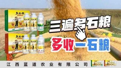 冬季种植，油菜，小麦，草莓等作物的，出现了除草剂药害，黄叶，僵苗，苗不长等问题，马上用多石粮，确保5天见到效果。