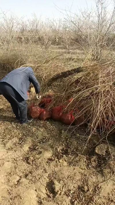 出售药用连翘苗，科研五号优质种苗，2/5年苗，药用连翘树，挂果树，全国包邮到家！财富密码18534302961出售药用连翘苗，科研五号优质种苗，2/5年苗，药用连翘树，挂果树，全国包邮到家！财富密码1