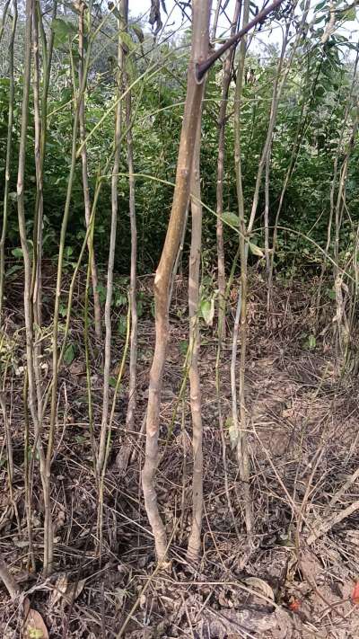 出售臭椿苗，巨峰葡萄苗。药用连翘苗，科研五号优质种苗，2/5年苗，药用连翘树，挂果树，全国包邮到家！财富密码18534302961