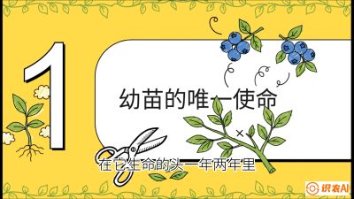 第6节：修剪决定产量（上）&mdash;&mdash;幼苗期与生长期修剪， 课程：《蓝莓&ldquo;高产&rdquo;实战课：从选苗到丰收的10个关键点》