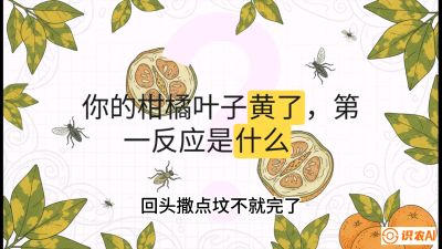 第一节：保命生死线&mdash;&mdash;黄龙病与木虱，课程：《柑橘十大病虫害：从入门到精通》