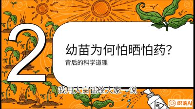 第02节：幼树管理&mdash;&mdash;&ldquo;防晒又防草，树势起得早&rdquo;，课程：《槟榔种植：从不懂到精通的10堂必修课》