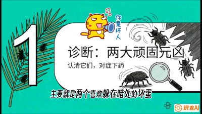 第06节：顽固虫害防治&mdash;&mdash;&ldquo;钻心虫与红蜘蛛，打准时间才服输&rdquo;《槟榔种植：从不懂到精通的10堂必修课》