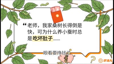 第01节：不仅仅是树&mdash;&mdash;顶级品种选配策略，课程：《桑海淘金：桑树高产与蚕桑安全进阶实战课》