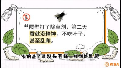 第05节：养蚕人的&ldquo;排雷战&rdquo;&mdash;&mdash;除草剂的生死禁忌，课程：《桑海淘金：桑树高产与蚕桑安全进阶实战课》