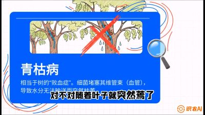 第08节：看不见的杀手&mdash;&mdash;青枯病与萎缩病，课程：《桑海淘金：桑树高产与蚕桑安全进阶实战课》