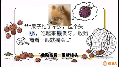 第10节：甜蜜的科学&mdash;&mdash;膨大、增甜与转色，课程：《桑海淘金：桑树高产与蚕桑安全进阶实战课》