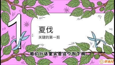 第11节：叶果双收&mdash;&mdash;特殊的夏伐与冬伐，课程：《桑海淘金：桑树高产与蚕桑安全进阶实战课》