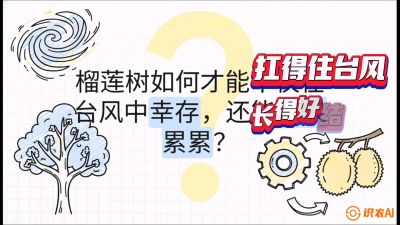 第四节：中国榴莲突围战：为生存重塑权型，抗台风矮化栽培与力学牵引，课程：《国产榴莲突围战：从泰国经验到中国实操的8堂必修课（高阶实战版）》