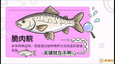 第六节：【老品升级&middot;脆肉鲩】如何让草鱼身价翻倍？，课程：《黄金鳞甲：2025中国淡水鱼高效养殖实战营》