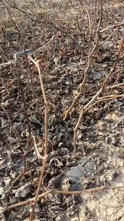 出售巨峰葡萄苗。药用连翘苗，科研五号优质种苗，2/5年苗，药用连翘树，挂果树，全国包邮到家！财富密码18534302961