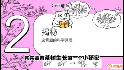 第04节（修剪篇）：树势复活术：从&ldquo;越剪越弱&rdquo;到&ldquo;枝繁叶茂&rdquo;的能量管理与夏秋茶逆袭，课程：《茶金时代：从&ldquo;看天吃饭&rdquo;到&ldquo;精准控局&rdquo;的茶叶高产提质实战课》