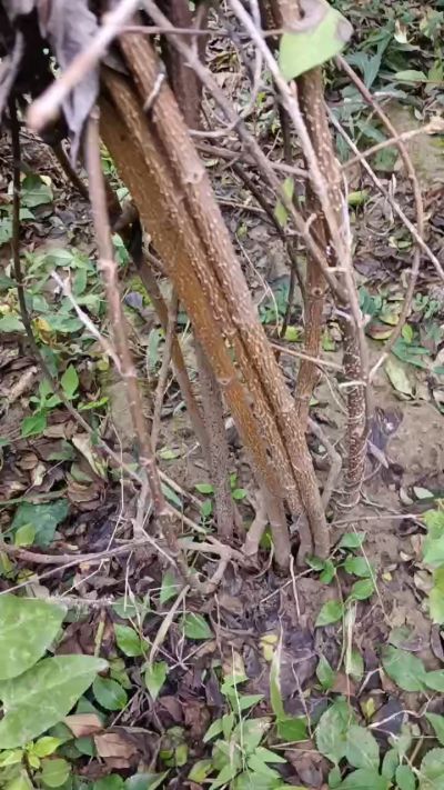 出售药用连翘苗，科研五号优质种苗，2/5年苗，药用连翘树，挂果树，全国包邮到家！财富密码18534302961出售药用连翘苗，科研五号优质种苗，2/5年苗，药用连翘树，挂果树，全国包邮到家！财富密码1