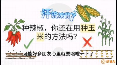 第1节：【品种定江山】工业辣椒vs小米辣：底肥公式与密度陷阱的&ldquo;百万生意经&rdquo;，课程：《辣椒种植实战特训营，从工业辣椒到精品小米辣，教你如何把&ldquo;草&rdquo;种成&ldquo;金&rdquo;》