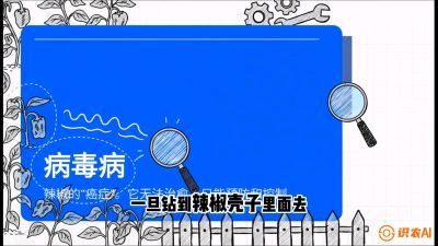 第5节：【病毒病阻击】辣椒的&ldquo;癌症&rdquo;怎么治？从&ldquo;绝收恐慌&rdquo;到&ldquo;带毒生产&rdquo;的逆转术，课程：《辣椒种植实战特训营，从工业辣椒到精品小米辣，教你如何把&ldquo;草&rdquo;种成&ldquo;金&rdquo;》