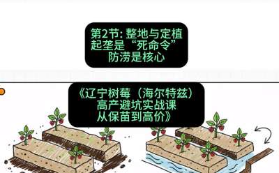 第二节： 整地与定植&mdash;&mdash;起垄是&ldquo;死命令&rdquo;，防涝是核心，课程：《辽宁树莓（海尔特兹）高产避坑实战课：从保苗到高价》