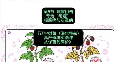 第五节： 病害阻击&mdash;&mdash;专治&ldquo;绝症&rdquo;根腐病与灰霉病，课程：《辽宁树莓（海尔特兹）高产避坑实战课：从保苗到高价》