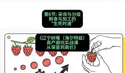 第六节： 采收与分级&mdash;&mdash;鲜食与加工的&ldquo;生死时速&rdquo;，课程：《辽宁树莓（海尔特兹）高产避坑实战课：从保苗到高价》