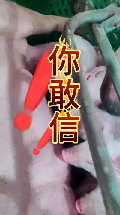 小猪抢不到奶，干瘦不长肉？成活率总上不去？😭
自从用上南商农科这款仔猪补奶机，再也没这烦恼！
✅ 一键设置下料参数，新手也能上手
✅ 恒温补奶，小猪抢着喝，长势超均匀
从车间精工组装到猪场落地使用，每
