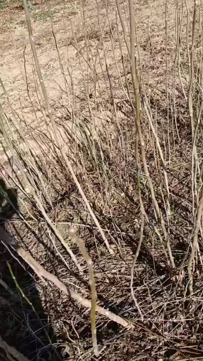 出售臭椿苗，巨峰葡萄苗。药用连翘苗，科研五号优质种苗，2/5年苗，药用连翘树，挂果树，全国包邮到家！财富密码18534302961