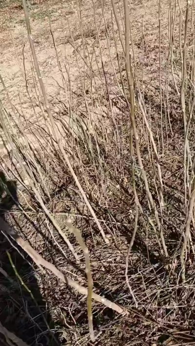 出售臭椿苗，巨峰葡萄苗。药用连翘苗，科研五号优质种苗，2/5年苗，药用连翘树，挂果树，全国包邮到家！财富密码18534302961