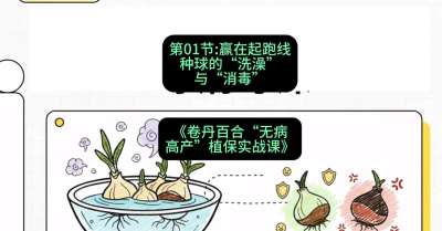 第01节：赢在起跑线&mdash;&mdash;种球的&ldquo;洗澡&rdquo;与&ldquo;消毒&rdquo;，课程：《卷丹百合&ldquo;无病高产&rdquo;植保实战课》#识农AI
