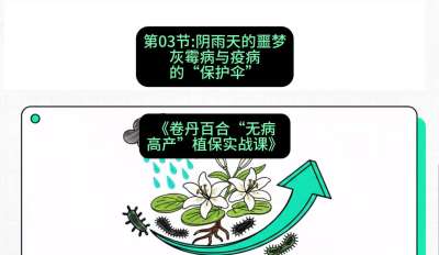 第03节：阴雨天的噩梦&mdash;&mdash;灰霉病与疫病的&ldquo;保护伞&rdquo;，课程：《卷丹百合&ldquo;无病高产&rdquo;植保实战课》#识农AI