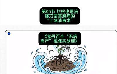 第05节：烂根也是病&mdash;&mdash;镰刀菌基腐病的&ldquo;土壤消毒术&rdquo; ，课程：《卷丹百合&ldquo;无病高产&rdquo;植保实战课》#识农AI