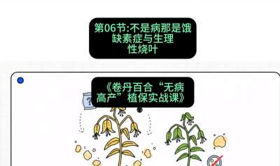 第06节：不是病那是饿&mdash;&mdash;缺素症与生理性烧叶 ，课程：《卷丹百合&ldquo;无病高产&rdquo;植保实战课》#识农AI