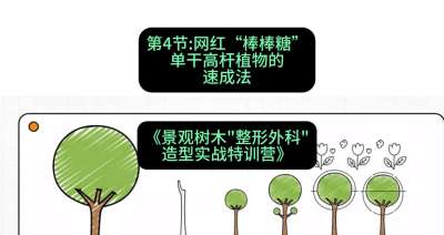第04节：网红&ldquo;棒棒糖&rdquo;&mdash;&mdash;单干高杆植物的速成法，课程：《景观树木&ldquo;整形外科&rdquo;造型实战特训营》#识农AI