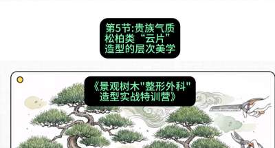 第05节：贵族气质&mdash;&mdash;松柏类&ldquo;云片&rdquo;造型的层次美学，课程：《景观树木&ldquo;整形外科&rdquo;造型实战特训营》#识农AI