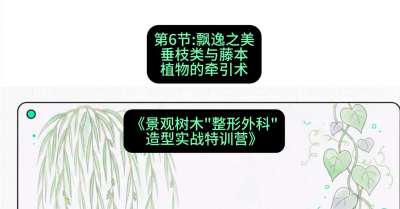 第06节：飘逸之美&mdash;&mdash;垂枝类与藤本植物的牵引术，课程：《景观树木&ldquo;整形外科&rdquo;造型实战特训营》#识农AI