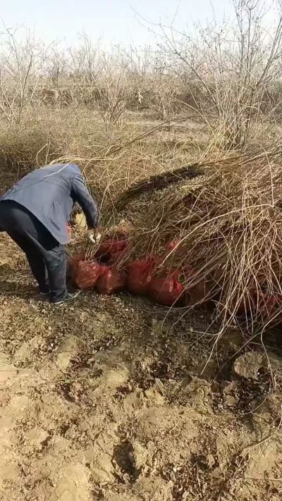 出售药用连翘苗，科研五号优质种苗，2/5年苗，药用连翘树，挂果树，全国包邮到家！财富密码18534302961出售药用连翘苗，科研五号优质种苗，2/5年苗，药用连翘树，挂果树，全国包邮到家！财富密码1