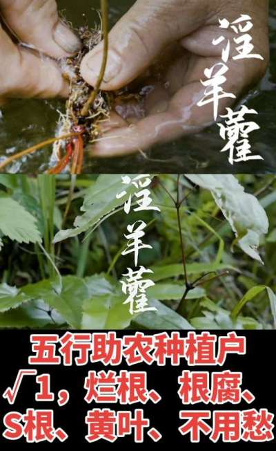 177，1907，0725，V 同号
1  老乡们！种淫羊藿不用乱买肥，咱这款专用肥，针对淫羊藿习性配的，壮苗防烂根，采收多卖钱，用过都回头！
2  咱种淫羊藿图的就是省心高产！专用肥薄肥勤施，苗不烧