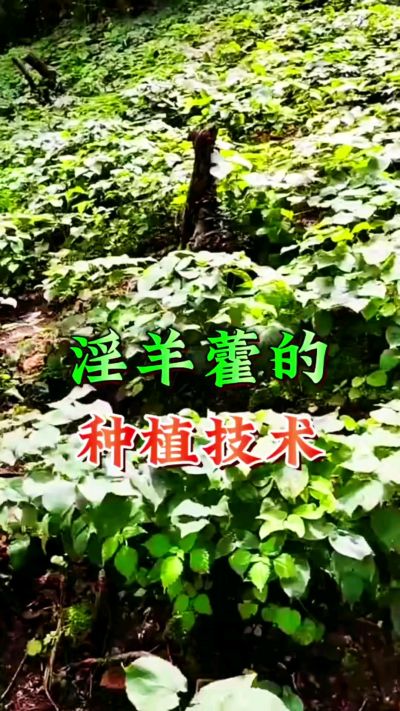 揭秘&ldquo;仙草&rdquo;淫羊藿的种植密码！耐严寒耐贫瘠，林下套种不占耕地，管理简单还能套种其他作物，一亩地的投入两亩地的收益～ 想返乡创业的赶紧码住！ #淫羊藿种植技术 #返乡创业项目 #药材种植指南 #农业新风
