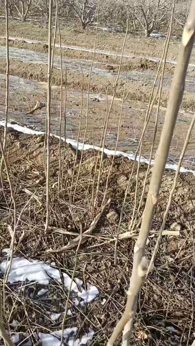 臭椿苗，一年苗，需要联系我，全国包邮到家。18534302961