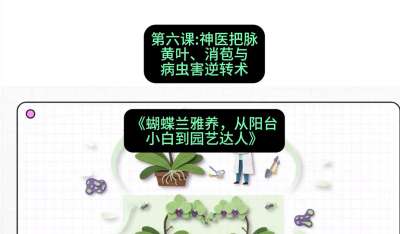 第六节：神医把脉：黄叶、消苞与病虫害逆转术，课程：《蝴蝶兰雅养六讲：从阳台小白到园艺达人》#识农AI