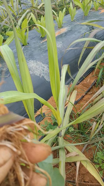 黑甘蔗种植下去，三个月。第一次追肥，