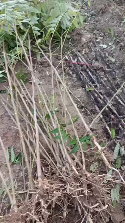 出售臭椿苗，巨峰葡萄苗。药用连翘苗，科研五号优质种苗，2/5年苗，药用连翘树，挂果树，全国包邮到家！财富密码18534302961