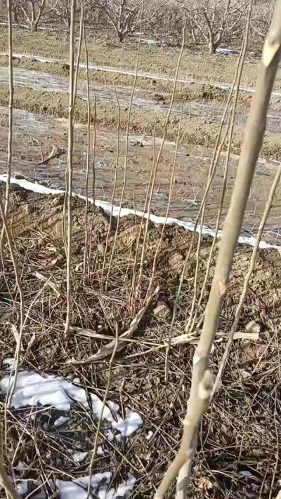 出售臭椿苗，巨峰葡萄苗。药用连翘苗，科研五号优质种苗，2/5年苗，药用连翘树，挂果树，全国包邮到家！财富密码18534302961