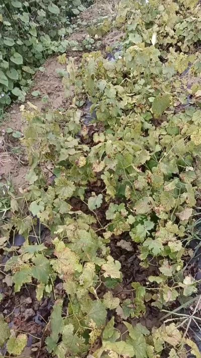 出售巨峰葡萄苗。药用连翘苗，科研五号优质种苗，2/5年苗，药用连翘树，挂果树，全国包邮到家！财富密码18534302961