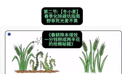 第二节：【冬小麦】春季化除避坑指南，野草死光麦不黄