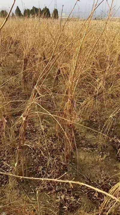 出售药用连翘苗，科研五号优质种苗，2/5年苗，药用连翘树，挂果树，全国包邮到家！财富密码18534302961出售药用连翘苗，科研五号优质种苗，2/5年苗，药用连翘树，挂果树，全国包邮到家！财富密码1