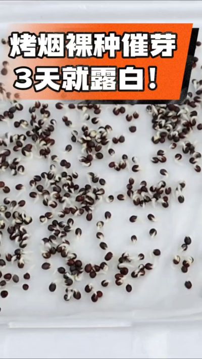 烤烟裸种催芽小技巧，清水浸泡、保温保湿，3天就能露白，出苗快又齐！烟农朋友收藏备用～