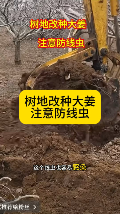 树地改种大姜，注意防线虫！