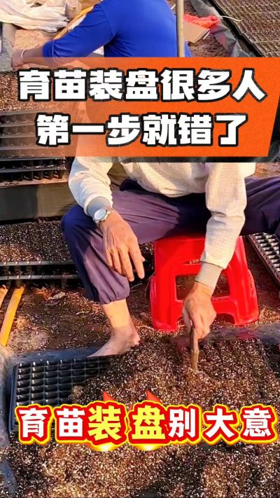 烤烟育苗基质装盘，一步做对，出苗整齐又壮苗！装盘技巧记牢，少走弯路，育苗更省心