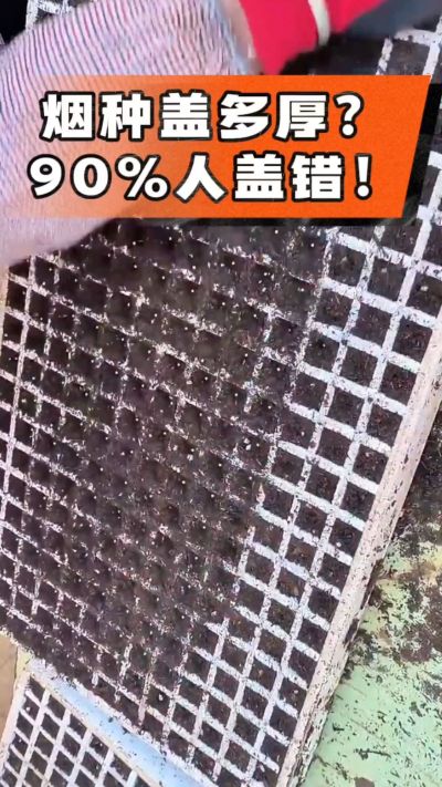 烟种盖多厚？90%烟农都盖错！薄盖才出苗齐、不闷种，烤烟育苗关键一步，照着做就对了