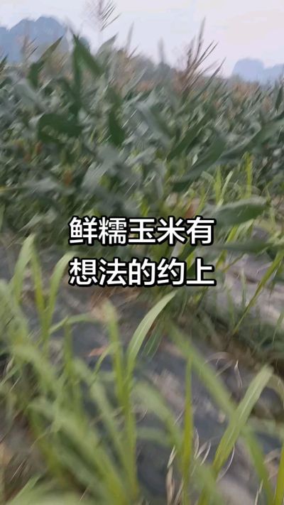 农户种植的白糯玉米大量上市，助农帮农在行动