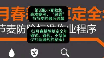 第3节：小麦救急高难案例，&ldquo;恶霸&rdquo;节节麦的最后通牒，课程：《3月春耕除草定全年：省钱、省药、不烧苗、少打两遍药的秘密》